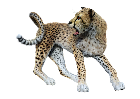 3D rendering of a big cat cheetah isolated on white backgroundの写真素材
