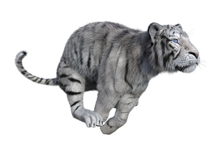3D rendering of a white tiger isolated on white backgroundの写真素材