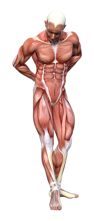 3D rendering of a male anatomy figure isolated on white backgroundの写真素材