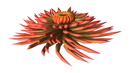 3D rendering of a sea anemone isolated on white backgroundの写真素材