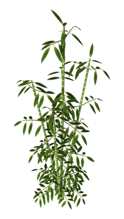 3D rendering of green bamboo trees isolated on white backgroundの写真素材