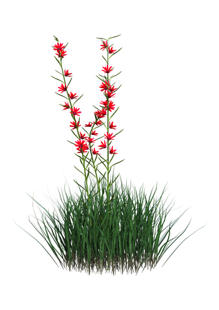 3D rendering of polygala violacea flowers isolated on white backgroundの写真素材