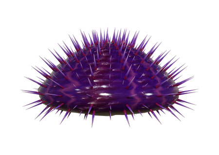 3D rendering of purple sea urchin isolated on white backgroundの写真素材