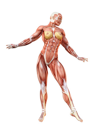 3D rendering of a female figure with muscle maps isolated on white backgroundの写真素材