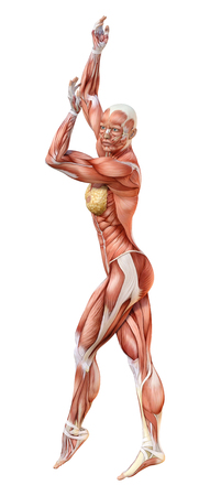 3D rendering of a female figure with muscle maps isolated on white backgroundの写真素材