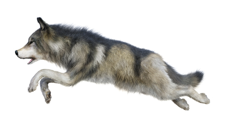 3D rendering of a gray wolf isolated on white background