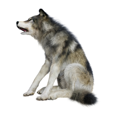 3D rendering of a gray wolf isolated on white background