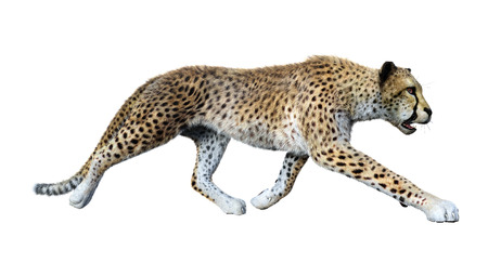 3D rendering of a big cat cheetah isolated on white backgroundの写真素材