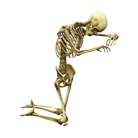 3D rendering of a human skeleton isolated on white backgroundの写真素材