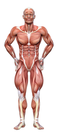 3D rendering of a male figure with muscle maps isolated on white backgroundの写真素材