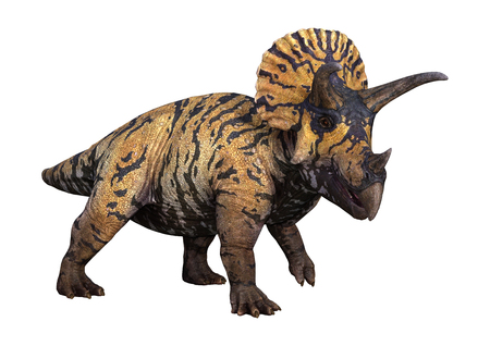 3D rendering of a dinosaur Triceratops isolated on white backgroundの写真素材