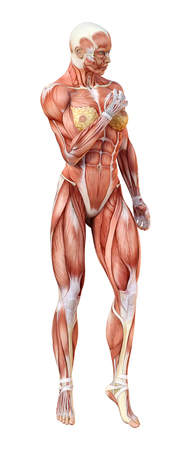 3D rendering of a female figure with muscle maps isolated on white backgroundの写真素材