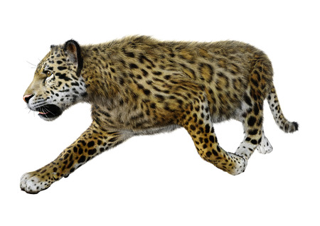 3D rendering of a big cat jaguar isolated on white backgroundの写真素材