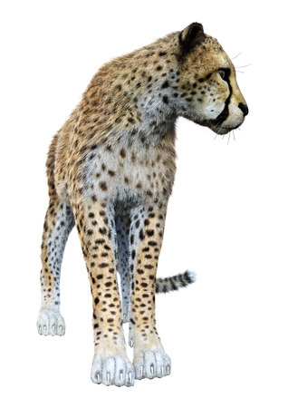 3D rendering of a big cat cheetah isolated on white backgroundの写真素材