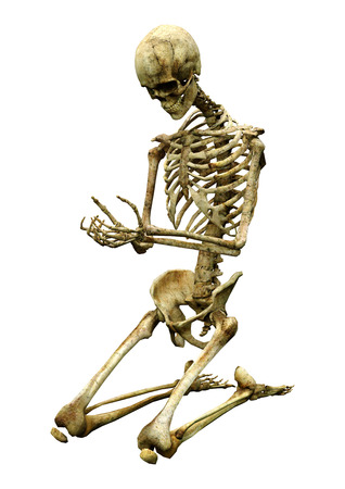 3D rendering of a human skeleton isolated on white backgroundの写真素材
