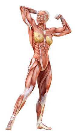 3D rendering of a female figure with muscle maps isolated on white backgroundの写真素材