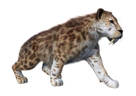 3D rendering of a sabertooth tiger on whiteの写真素材