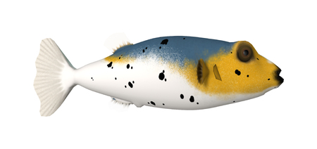 3D rendering of a blackspotted puffer fish or dog-faced puffer isolated on white background
