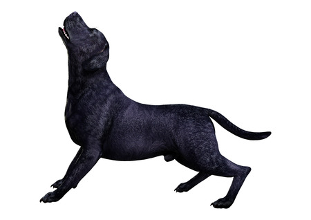 3D rendering of a black labrador dog isolated on white backgroundの写真素材