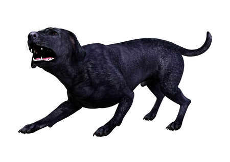 3D rendering of a black labrador dog isolated on white backgroundの写真素材