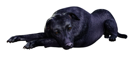 3D rendering of a black labrador dog isolated on white backgroundの写真素材
