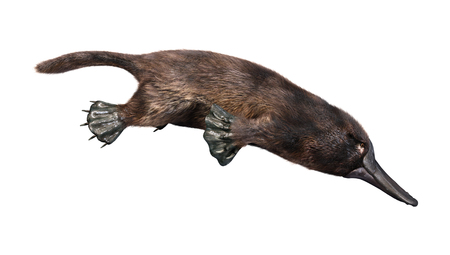 3D rendering of a platypus or Ornithorhynchus anatinus isolated on white backgroundの写真素材