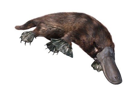 3D rendering of a platypus or Ornithorhynchus anatinus isolated on white backgroundの写真素材