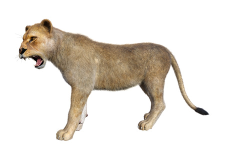 3D rendering of a female lion isolated on white backgroundの写真素材