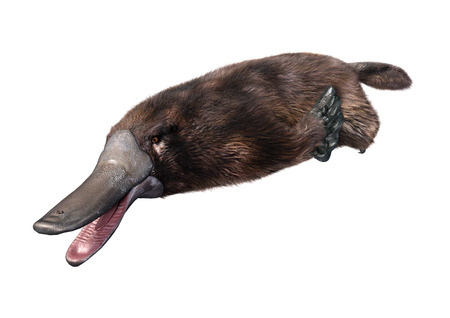 3D rendering of an exotic animal platypus isolated on white backgroundの写真素材