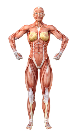 3D rendering of a female figure with muscle maps isolated on white backgroundの写真素材