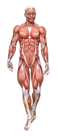 3D rendering of a male figure with muscle maps isolated on white backgroundの写真素材