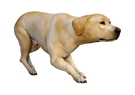 3D rendering of a yellow labrador dog isolated on white backgroundの写真素材