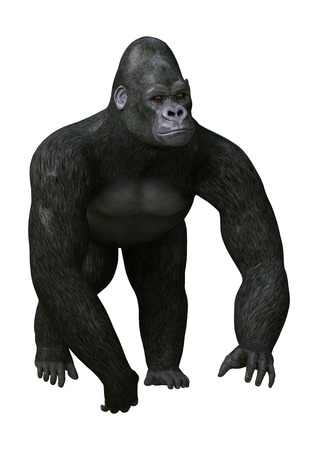 3D rendering of a Gorilla, a herbivorous ape, isolated on white backgroundの写真素材