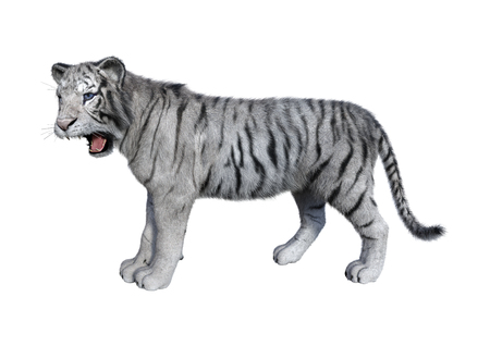 3D rendering of a white tiger isolated on white backgroundの写真素材