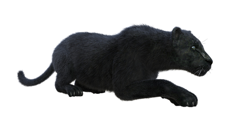 3D rendering of a black panther isolated on white backgroundの写真素材