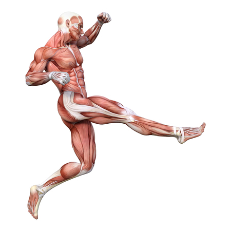 3D rendering of a male figure with muscle maps isolated on white backgroundの写真素材