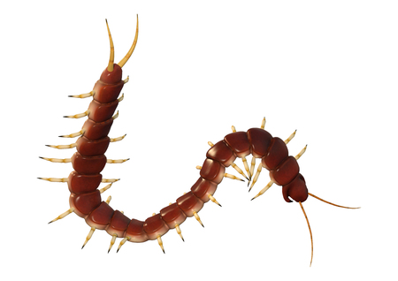 3D rendering of a worm centipede isolated on white backgroundの写真素材