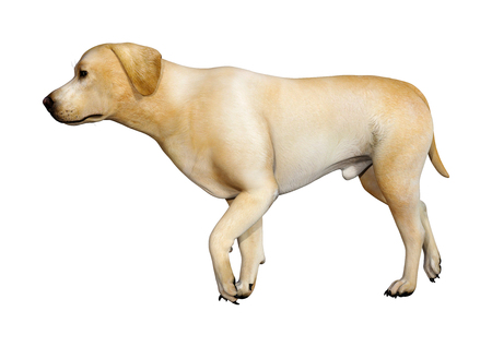 3D rendering of a yellow labrador dog isolated on white backgroundの写真素材