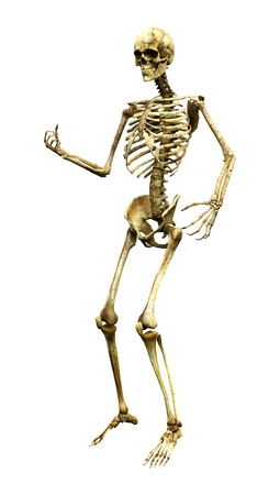3D rendering of a human skeleton isolated on white backgroundの写真素材