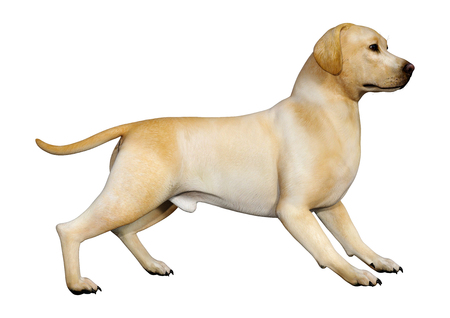 3D rendering of a yellow labrador dog isolated on white backgroundの写真素材