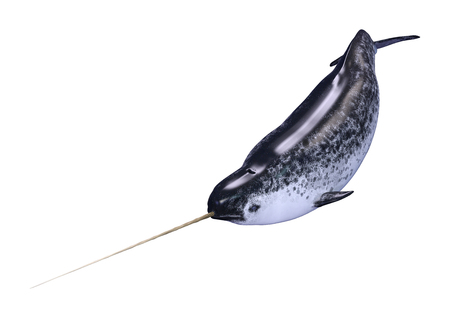 3D rendering of a male narwhal or Monodon monoceros, or narwhale isolated on white backgroundの写真素材