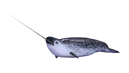 3D rendering of a male narwhal or Monodon monoceros, or narwhale isolated on white backgroundの写真素材