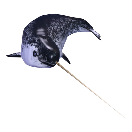 3D rendering of a male narwhal or Monodon monoceros, or narwhale isolated on white backgroundの写真素材