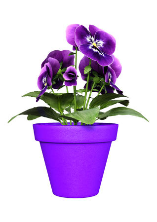 3D rendering of a garden pansy plant with flowers isolated on white backgroundの写真素材