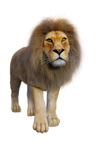3D rendering of a male lion isolated on white backgroundの写真素材