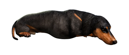 3D rendering of a dachshund  dog  isolated on white backgroundの写真素材