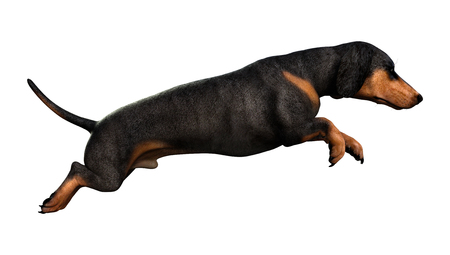 3D rendering of a dachshund dog  isolated on white backgroundの写真素材