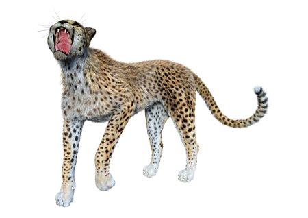 3D rendering of a big cat cheetah isolated on white backgroundの写真素材