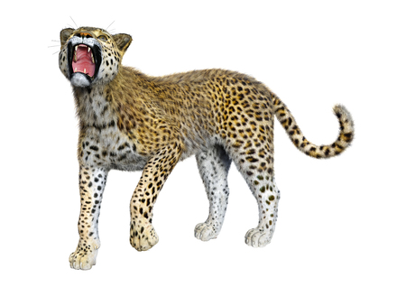 3D rendering of a big cat leopard isolated on white backgroundの写真素材