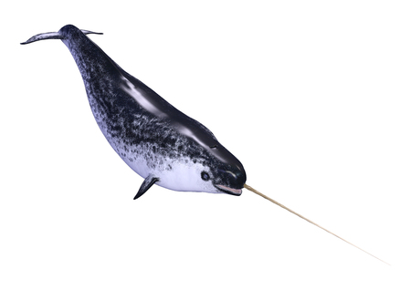3D rendering of a male narwhal or Monodon monoceros, or narwhale isolated on white backgroundの写真素材